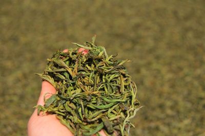 【普洱茶再发现】普洱茶文化的重要源头